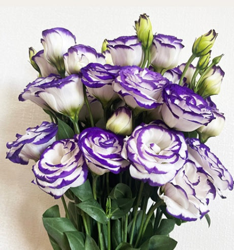 lisianthus rosita blue picotee