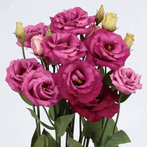 purple lisianthus flower seeds