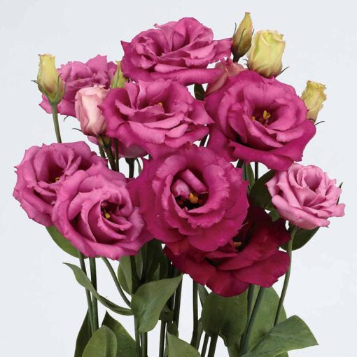 lisianthus rosita purple rose