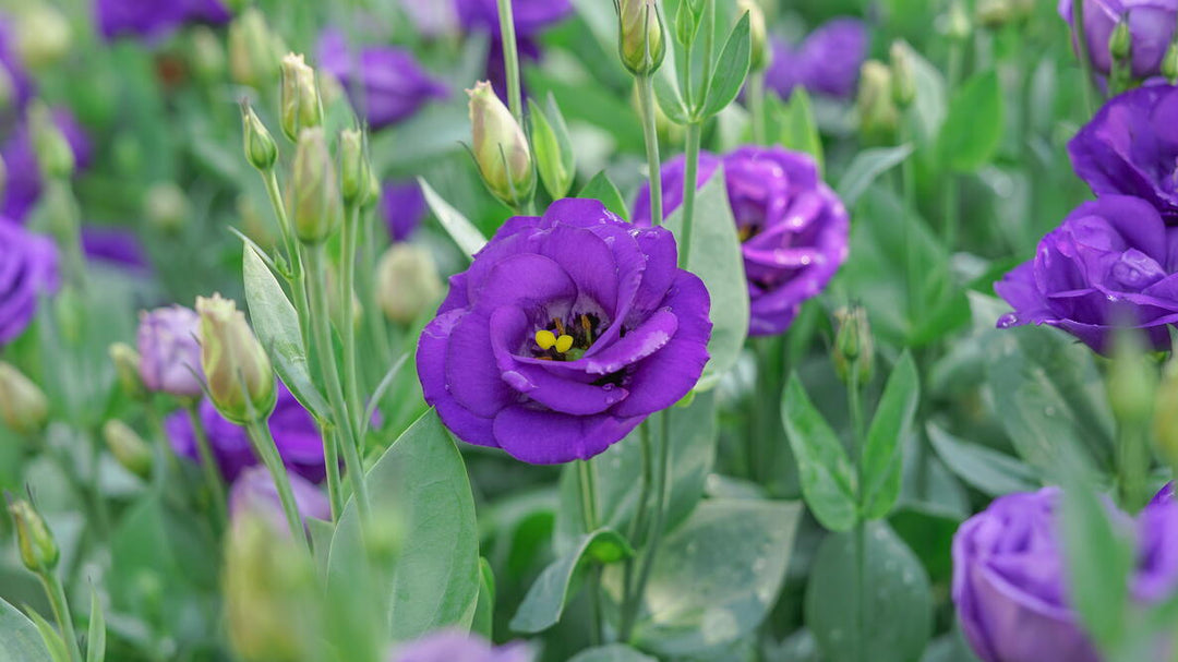Lisianthus Flower Purple Seeds – Heirloom, Non-GMO, High Germination Organic Garden Seeds for Planting Seeds for Planting