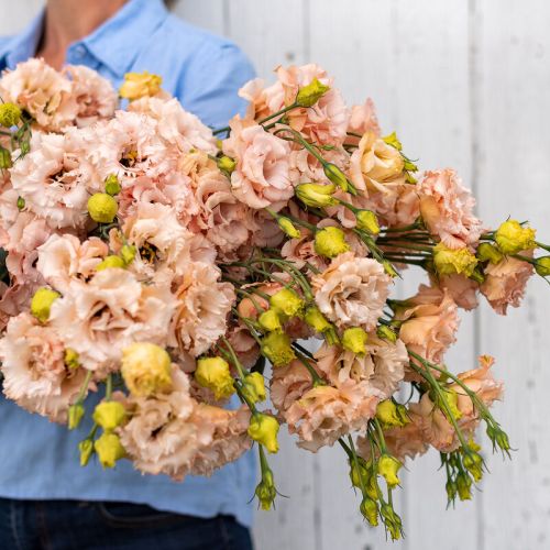lisianthus voyage apricot hybrid