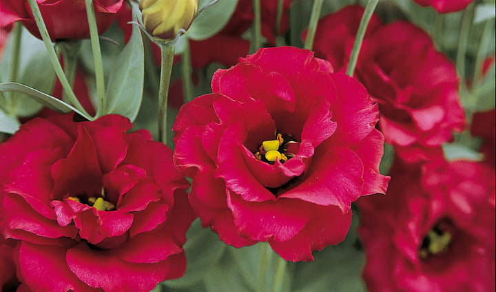 Lisianthus Red Flower Seeds – Heirloom, Non-GMO, High Germination Seeds