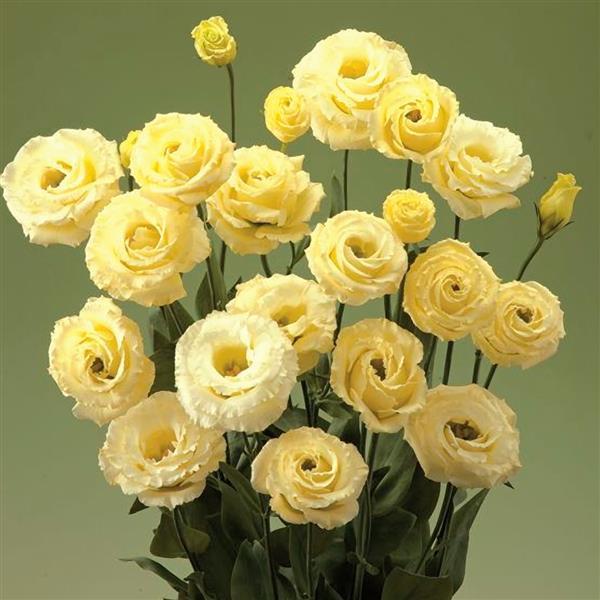 Lisianthus Flower Seeds Yellow – Heirloom, Non-GMO, High Germination Seeds