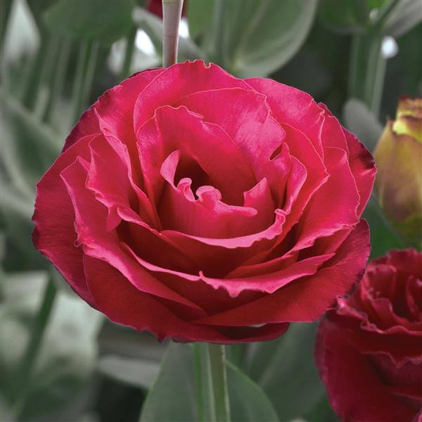 Semillas de flor Eustoma roja – de polinización abierta, no transgénicas, de alta germinación