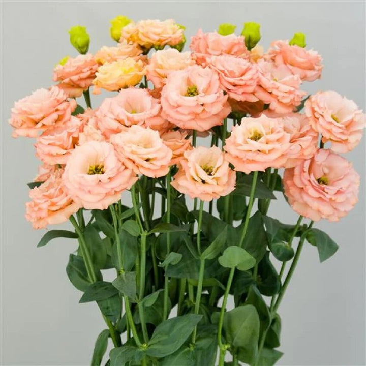 Lisianthus Flower Seeds Orange – Heirloom, Non-GMO, High Germination Seeds