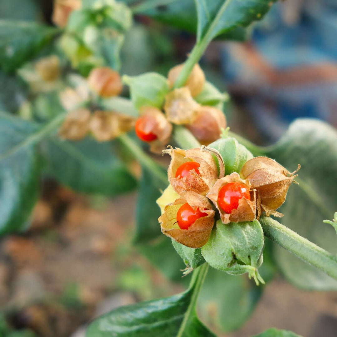 Ashwagandha Seeds – Heirloom, Non-GMO, High Germination, Organic Garden Seeds