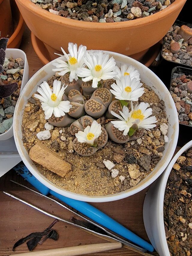 Lithops Blumensamen Weiß – Alte Sorte, gentechnikfrei, hohe Keimfähigkeit