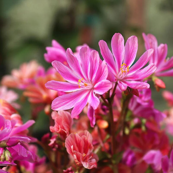 Pink Lewisia Cotyledon Flower Seeds – Seeds for Planting, Heirloom, Non-GMO, High Germination Organic Garden Seeds