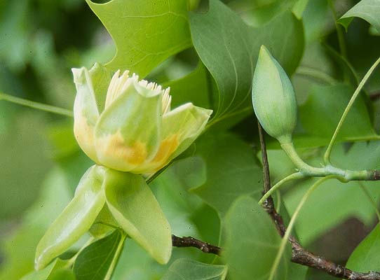 Green Liriodendron Tulipifera Tree Seeds – Heirloom, Non-GMO, High Germination Seeds