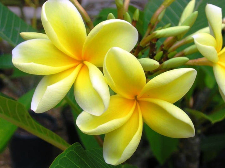 Yellow Champa Flower Seeds – Heirloom, Non-GMO, High Germination Seeds for Planting