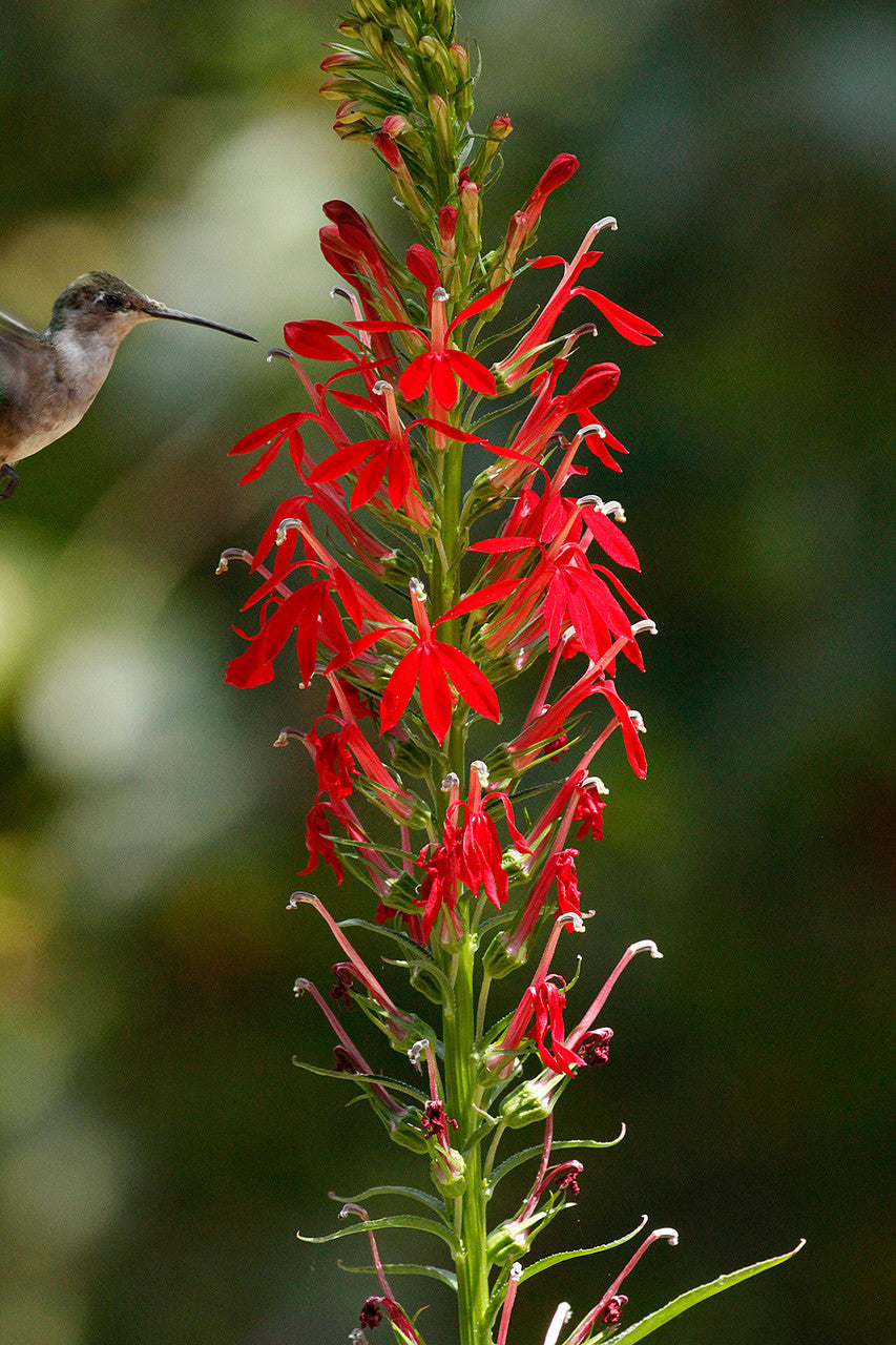 Cardinal Flower Seeds for Planting – Heirloom, Non-GMO, High Germination Organic Garden Seeds