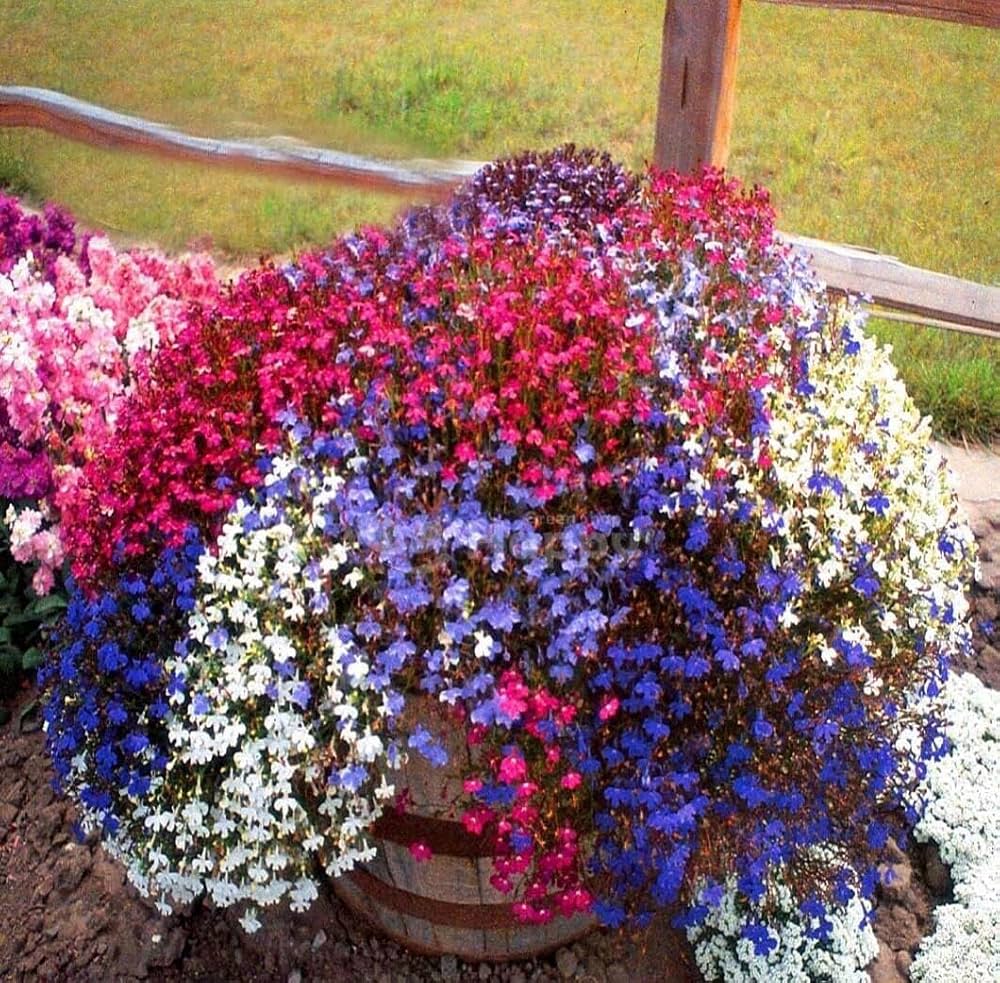 lobelia flower flower seeds