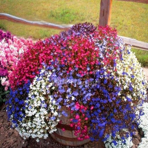 lobelia erinus flower seeds