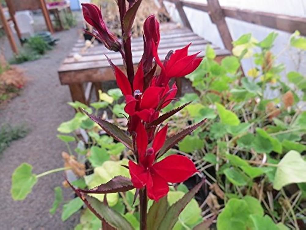red red flower seeds