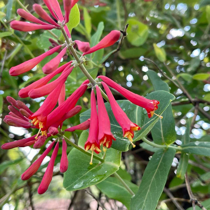 Red Honeysuckle Flower Seeds – Heirloom, Non-GMO, High Germination Seeds