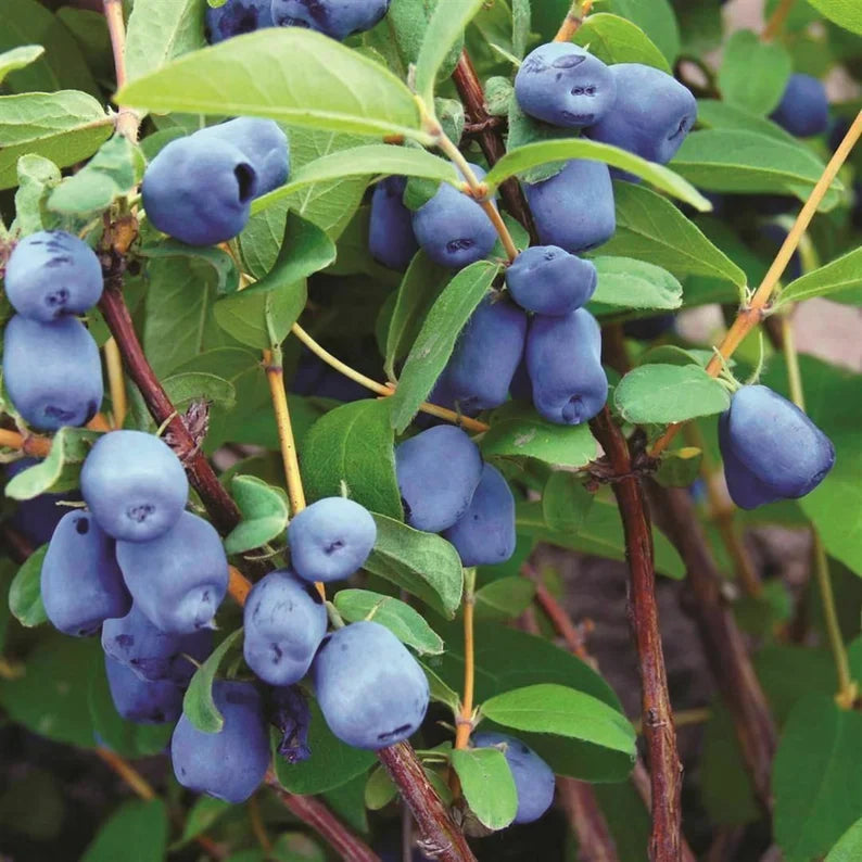 lonicera caerulea flower seeds
