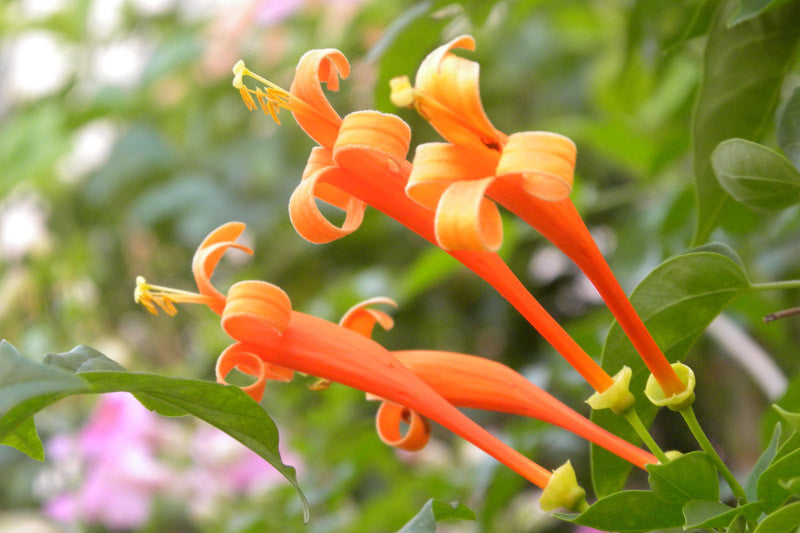 Honeysuckle Flower Seeds Orange – Heirloom, Non-GMO, High Germination Seeds