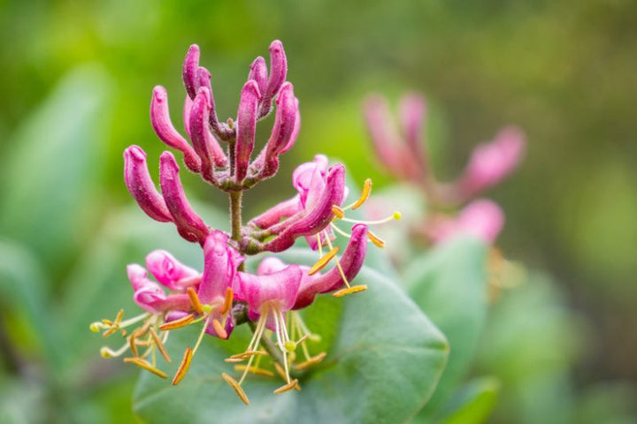 Honeysuckle Flower Seeds Pink – Heirloom, Non-GMO, High Germination Seeds