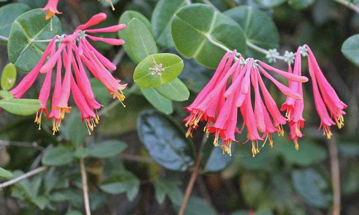 Honeysuckle Flower Seeds Red – Heirloom, Non-GMO, High Germination Seeds