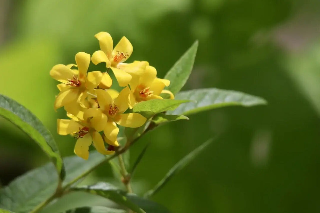 Yellow Loosestrife Flower Seeds – Heirloom Non-GMO High Germination Organic Garden Seeds