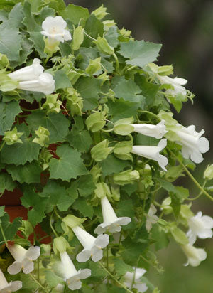 Lophospermum Flower Seeds – Heirloom, Non-GMO, High Germination Seeds