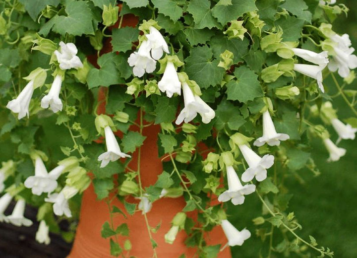 Lophospermum Flower Seeds – Heirloom, Non-GMO, High Germination Seeds
