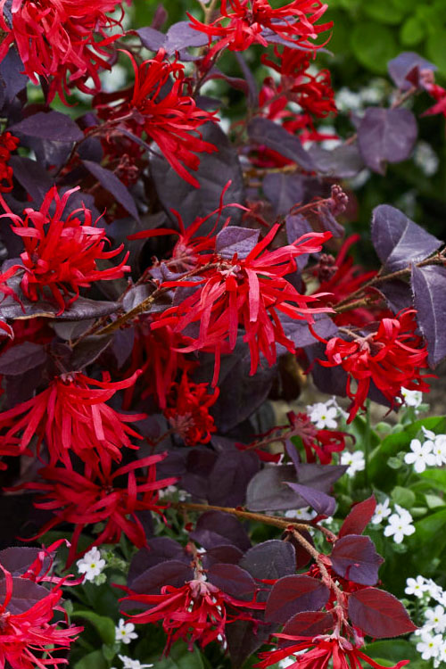 Loropetalum Flower Seeds Red – Heirloom, Non-GMO, High Germination Seeds