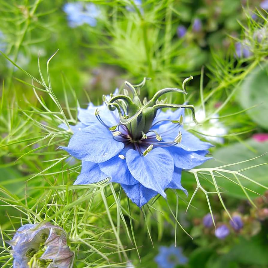 green love flower seeds