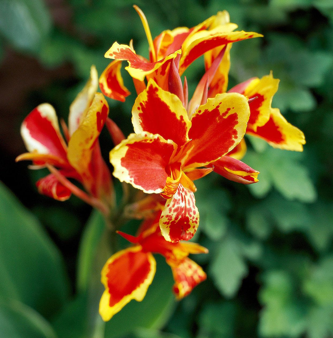 Canna Flower Seeds For Planting And Growing Yellow Red – Heirloom, Non-GMO Organic Garden Seeds