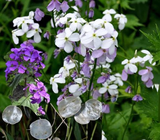 lunariasilvedollarplantimportedheirloomnongmohighgerminationorganicgarden flower seeds