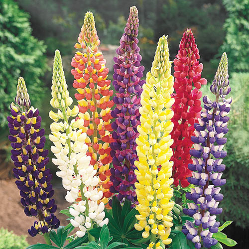 lupinlupinusimportedheirloomnongmohighgerminationorganicgarden flower seeds