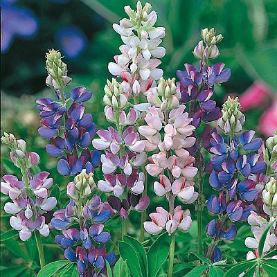 lupin pixie flower seeds
