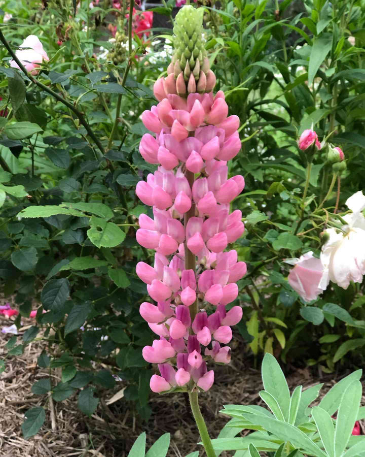 Pink Lupine Flower Seeds – Heirloom, Non-GMO, High Germination Seeds