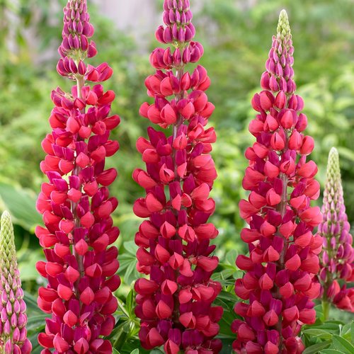 Lupine Red Flower Seeds – Heirloom, Non-GMO, High Germination Seeds
