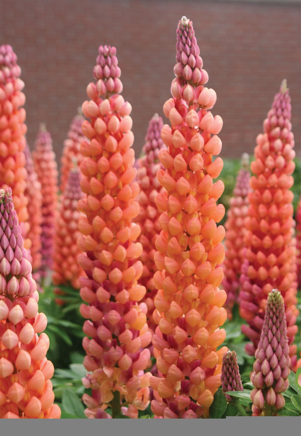 Orange Lupine Flower Seeds – Heirloom, Non-GMO, High Germination Seeds