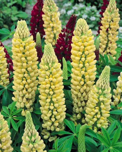 Yellow Lupine Flower Seeds – Heirloom, Non-GMO, High Germination Organic Seeds