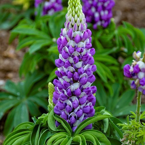 violet lupine flower seeds