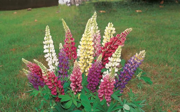 Mixed Lupine Flower Seeds – Heirloom, Non-GMO, High Germination Seeds