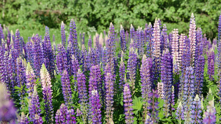 Purple Lupine Flower Seeds – Heirloom, Non-GMO, High Germination Organic Garden Seeds for Planting Seeds for Planting