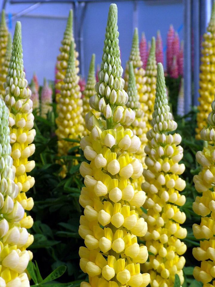 Semillas de Flores de Altramuz Amarillo Claro – Semillas Herencia No Modificadas Genéticamente de Alta Germinación