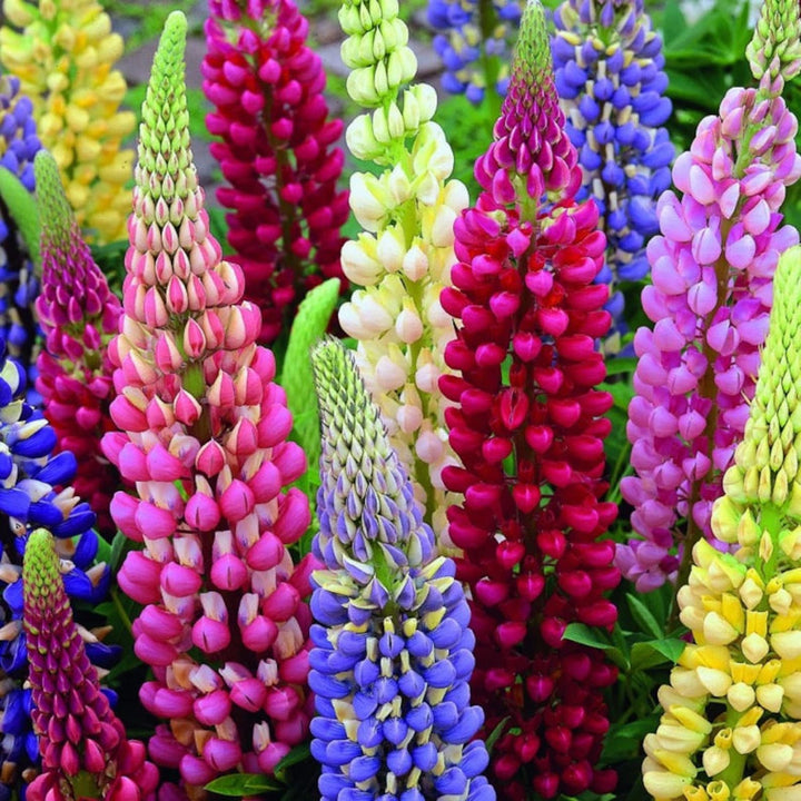 Mix Lupine Flowers Seeds – Heirloom, Non-GMO, High Germination Seeds