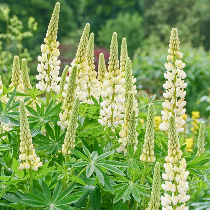 Lupini Flower Seeds White – Heirloom Non-GMO High Germination