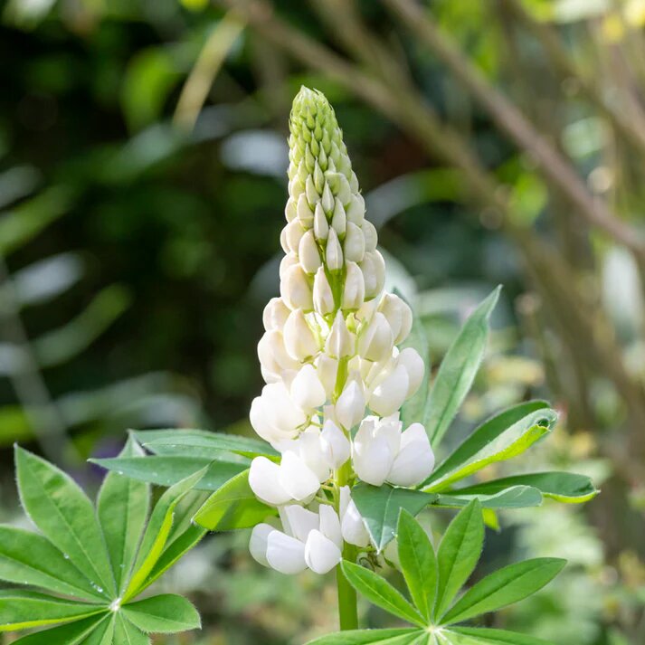 Lupini Flower Seeds White – Heirloom Non-GMO High Germination