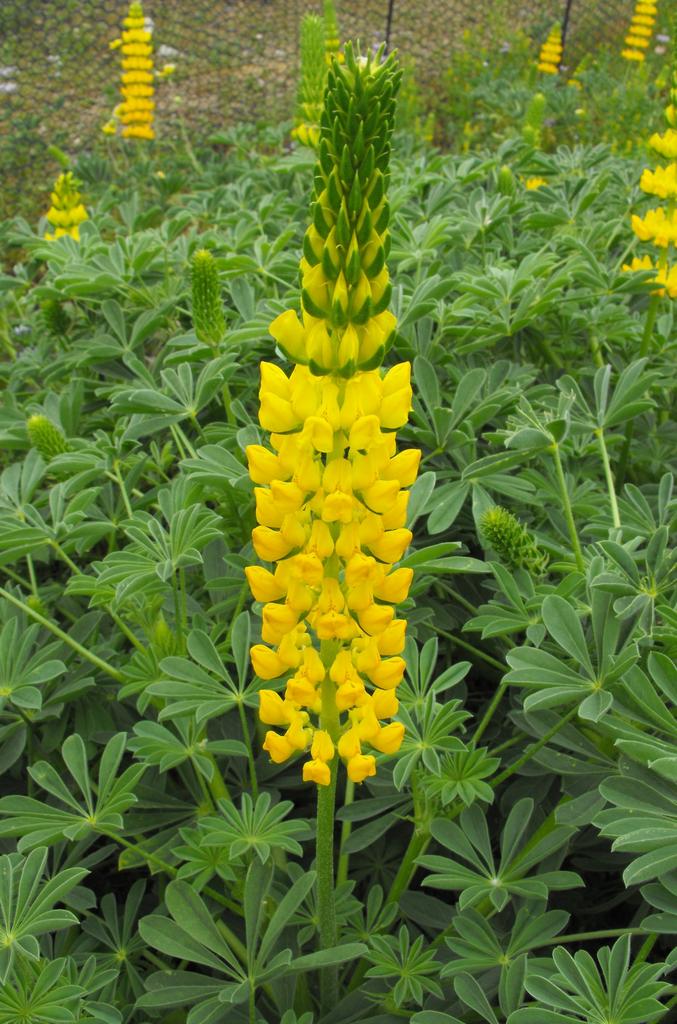 Giant Lupine Flower Seeds Yellow – Heirloom, Non-GMO, High Germination Organic Seeds