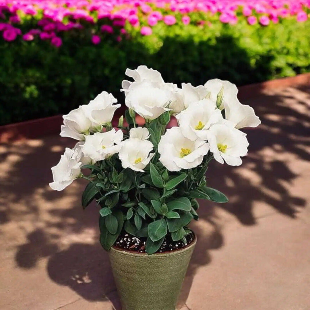 White Perennial Lisianthus Flower Seeds For Planting – Heirloom Non-GMO Organic Garden Seeds