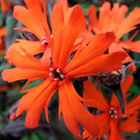 Orange Lychnis Chalcedonica Flower Seeds – Heirloom, Non-GMO, High Germination Seeds