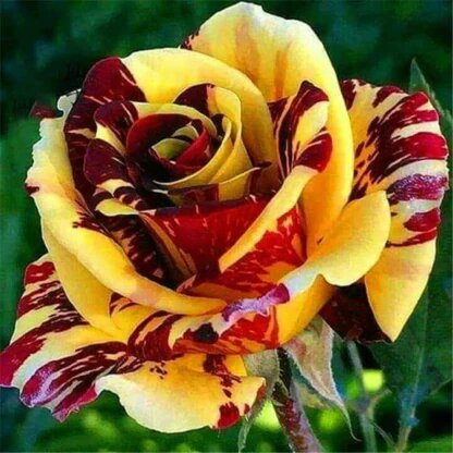 Maroon Yellow Rose Flower Seeds – Heirloom Non-GMO High Germination Seeds