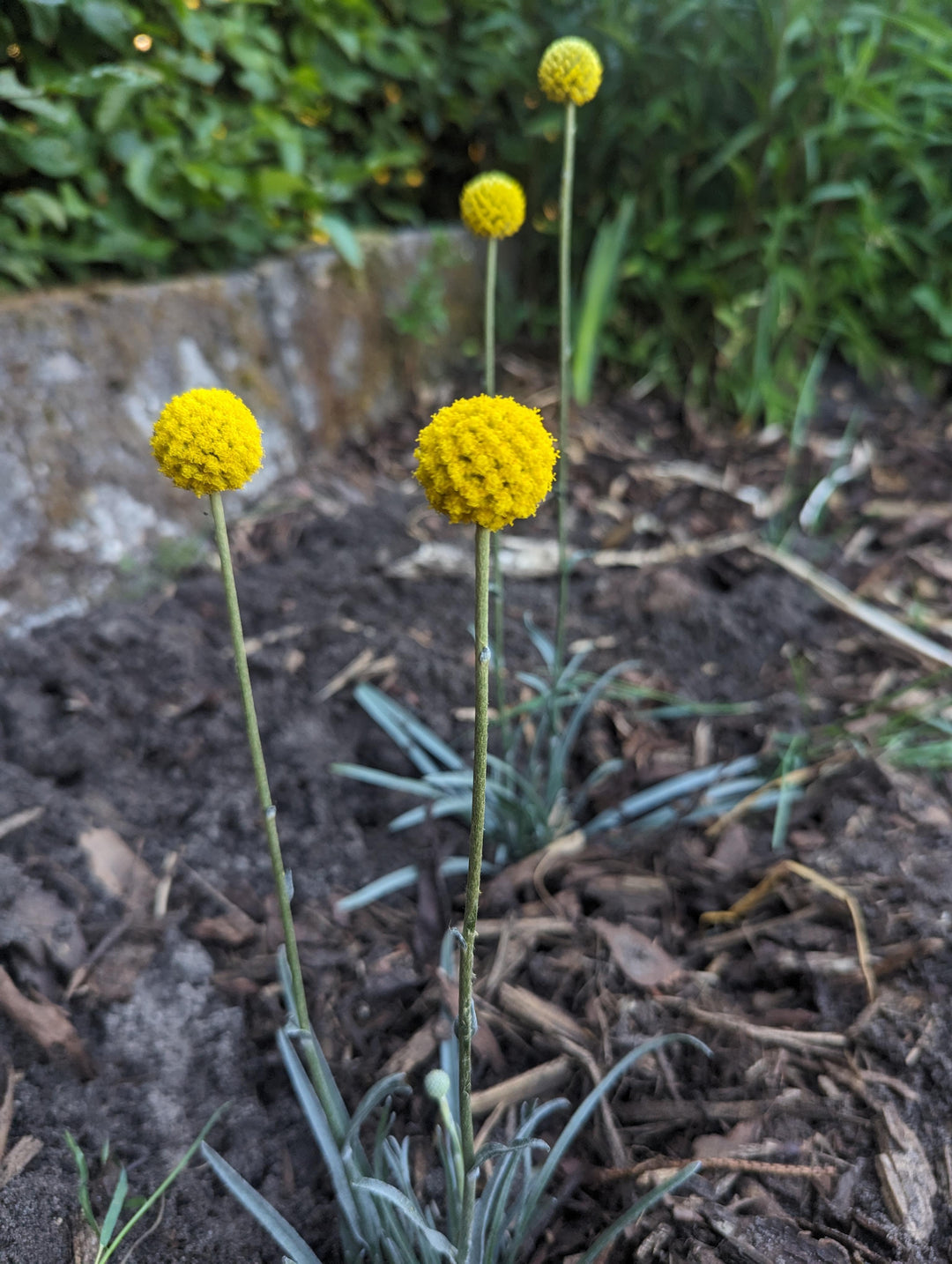 Yellow Billy Buttons Flower Seeds for Planting – Heirloom Non-GMO High Germination Organic Seeds