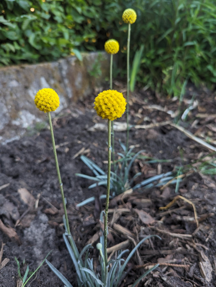 Yellow Billy Buttons Flower Seeds for Planting – Heirloom Non-GMO High Germination Organic Seeds