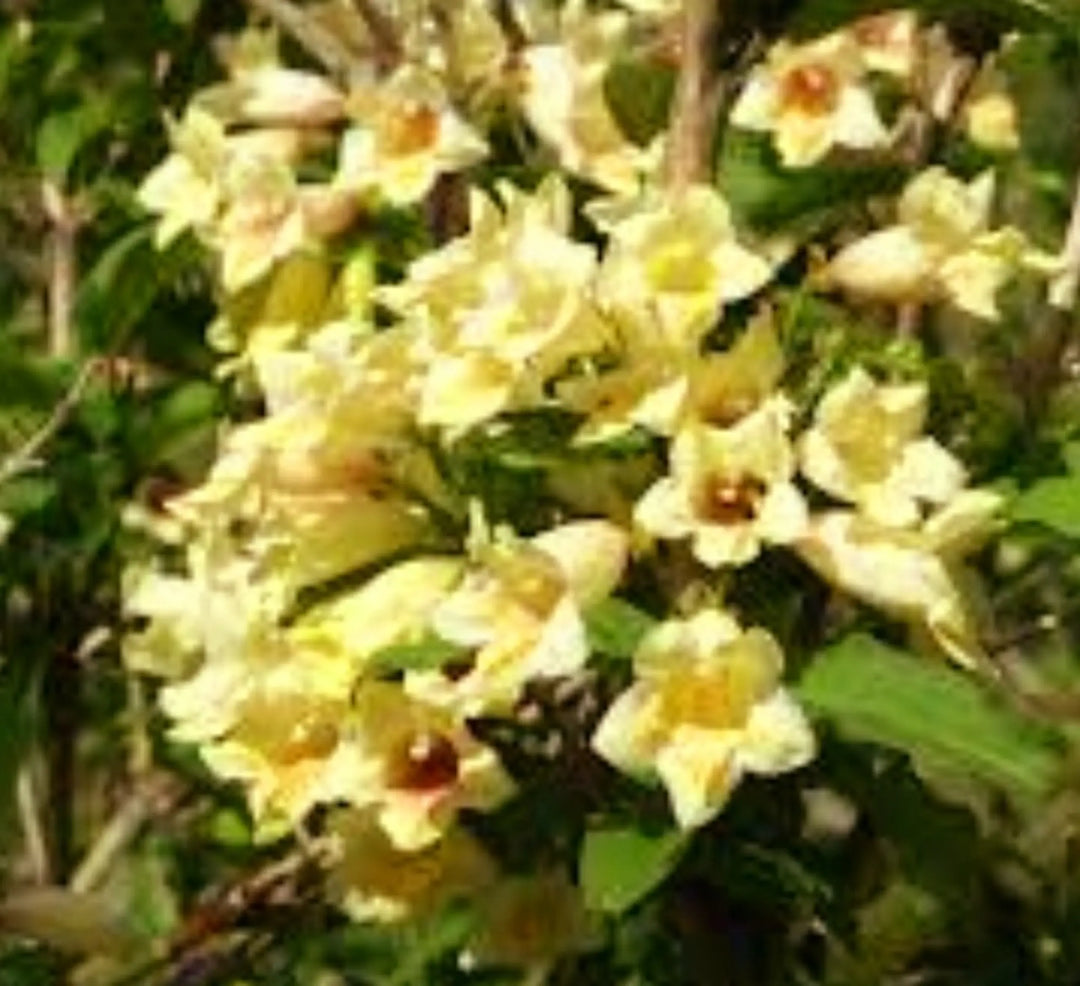 Yellow Weigela Flower Seeds for Planting | Heirloom Non-GMO Organic